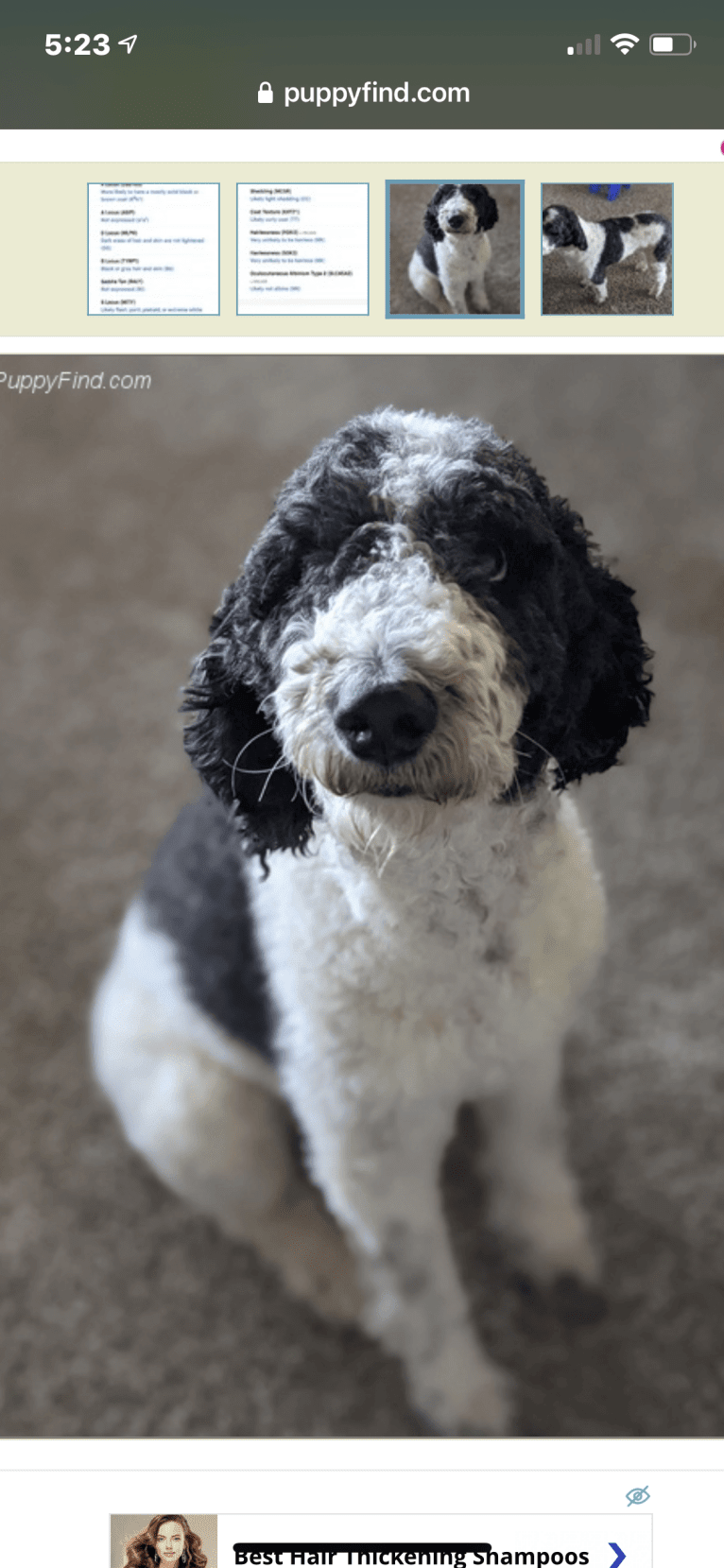 Layla, a Poodle (Standard) tested with EmbarkVet.com