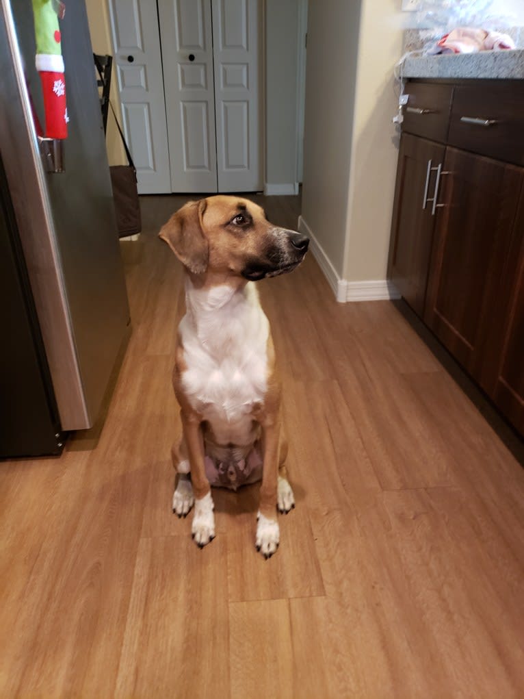 Max, a Treeing Walker Coonhound and American Pit Bull Terrier mix tested with EmbarkVet.com