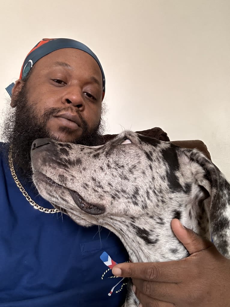 Dream Hunter, a Great Dane tested with EmbarkVet.com