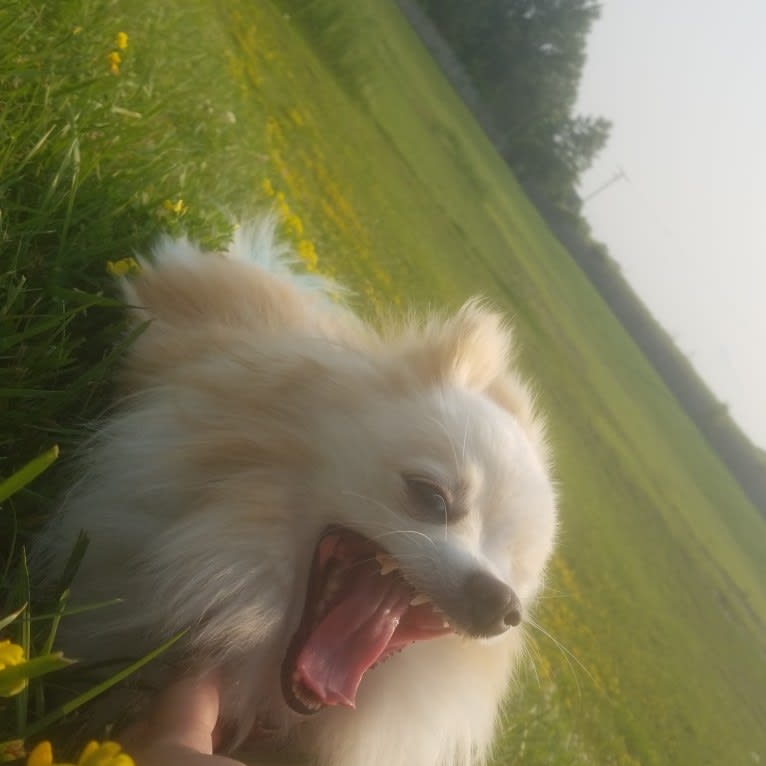 Miruko, a Pomeranian tested with EmbarkVet.com