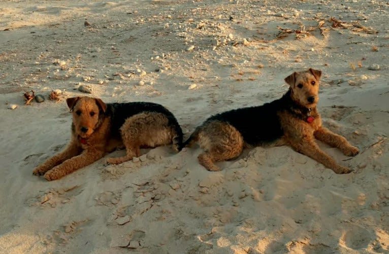 Sasha, an Airedale Terrier tested with EmbarkVet.com