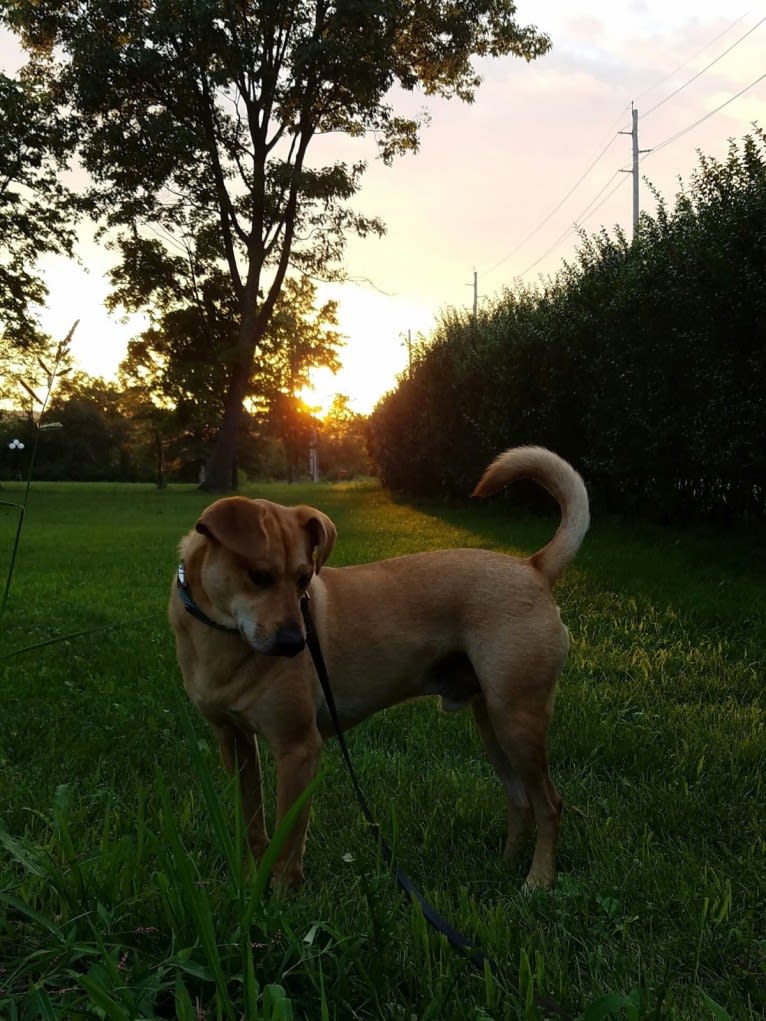 Alfred, a Beagle and American Pit Bull Terrier mix tested with EmbarkVet.com