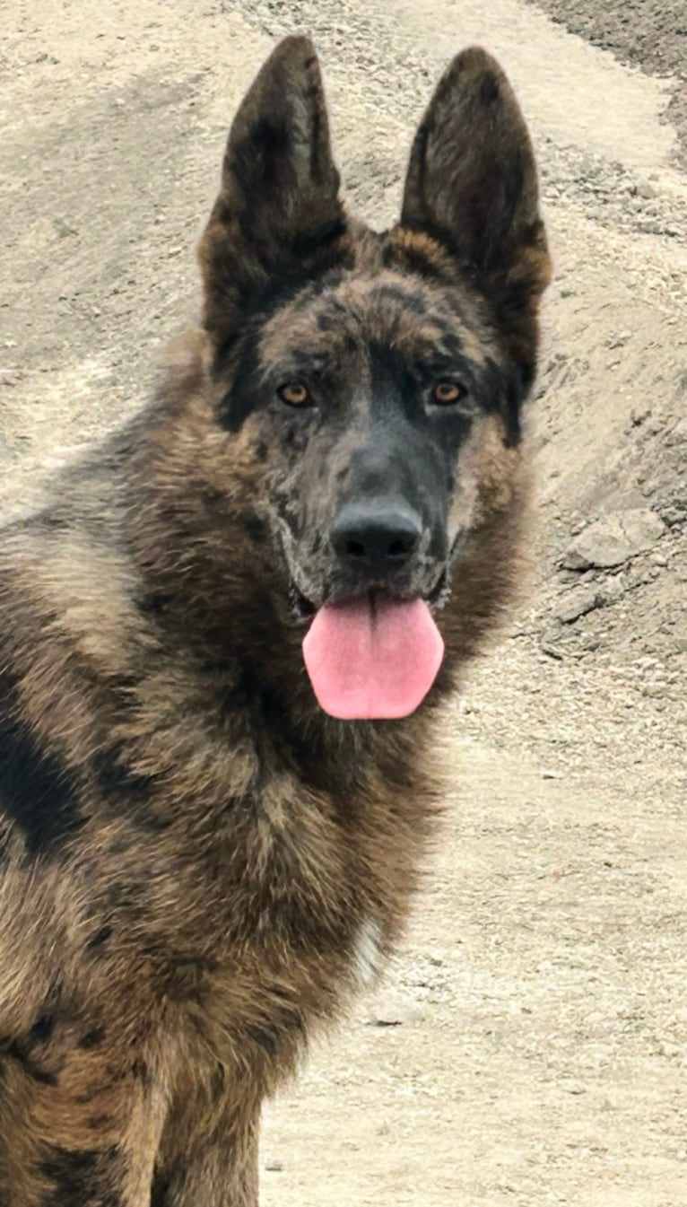 Stubby, a German Shepherd Dog tested with EmbarkVet.com