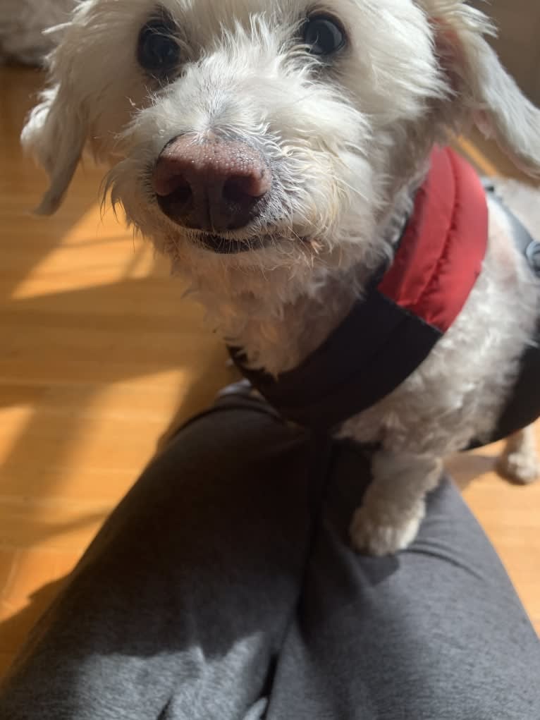 Bobby McGee, a Poodle (Small) and Cocker Spaniel mix tested with EmbarkVet.com