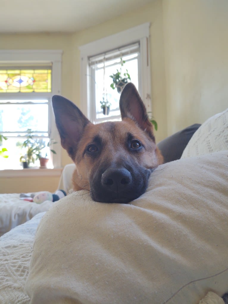 Everhett, a German Shepherd Dog and Australian Cattle Dog mix tested with EmbarkVet.com