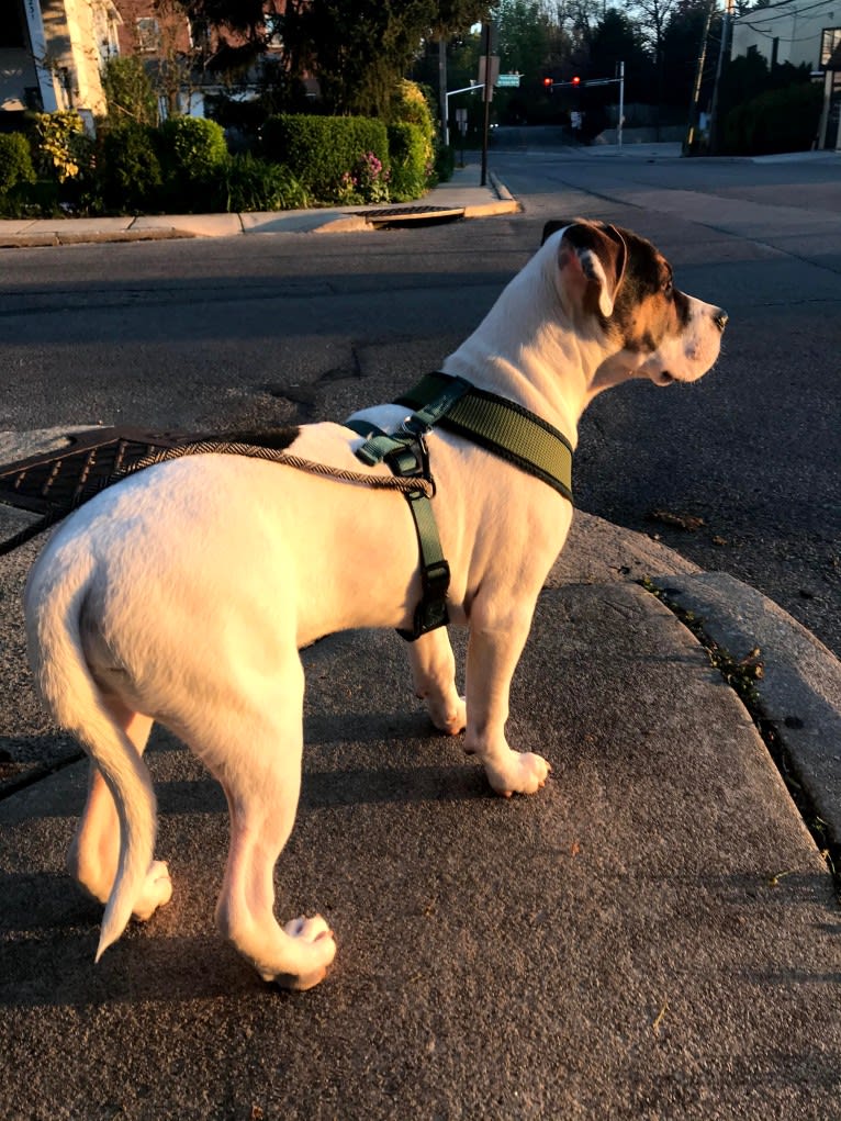 Linus, an American Pit Bull Terrier and Rottweiler mix tested with EmbarkVet.com