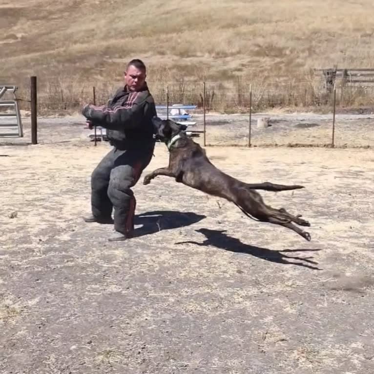 Static, a Dutch Shepherd tested with EmbarkVet.com