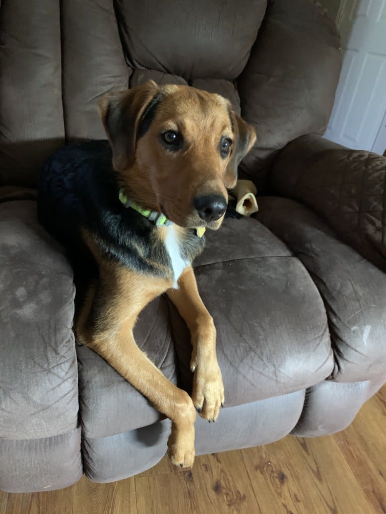 Sullivan, an American Foxhound and Labrador Retriever mix tested with EmbarkVet.com