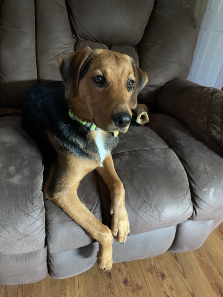 Sullivan, an American Foxhound and Labrador Retriever mix tested with EmbarkVet.com