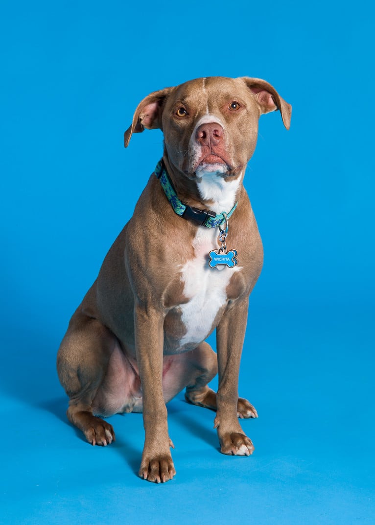 Wichita, an American Pit Bull Terrier tested with EmbarkVet.com