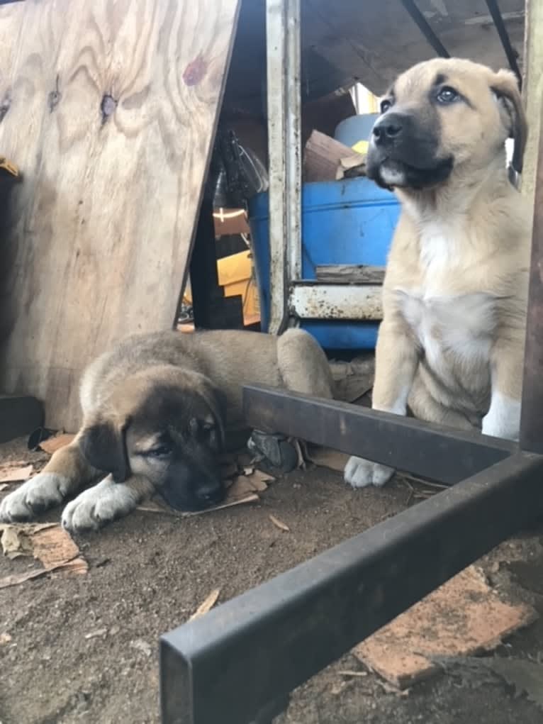 Fisher, an Anatolian Shepherd Dog tested with EmbarkVet.com