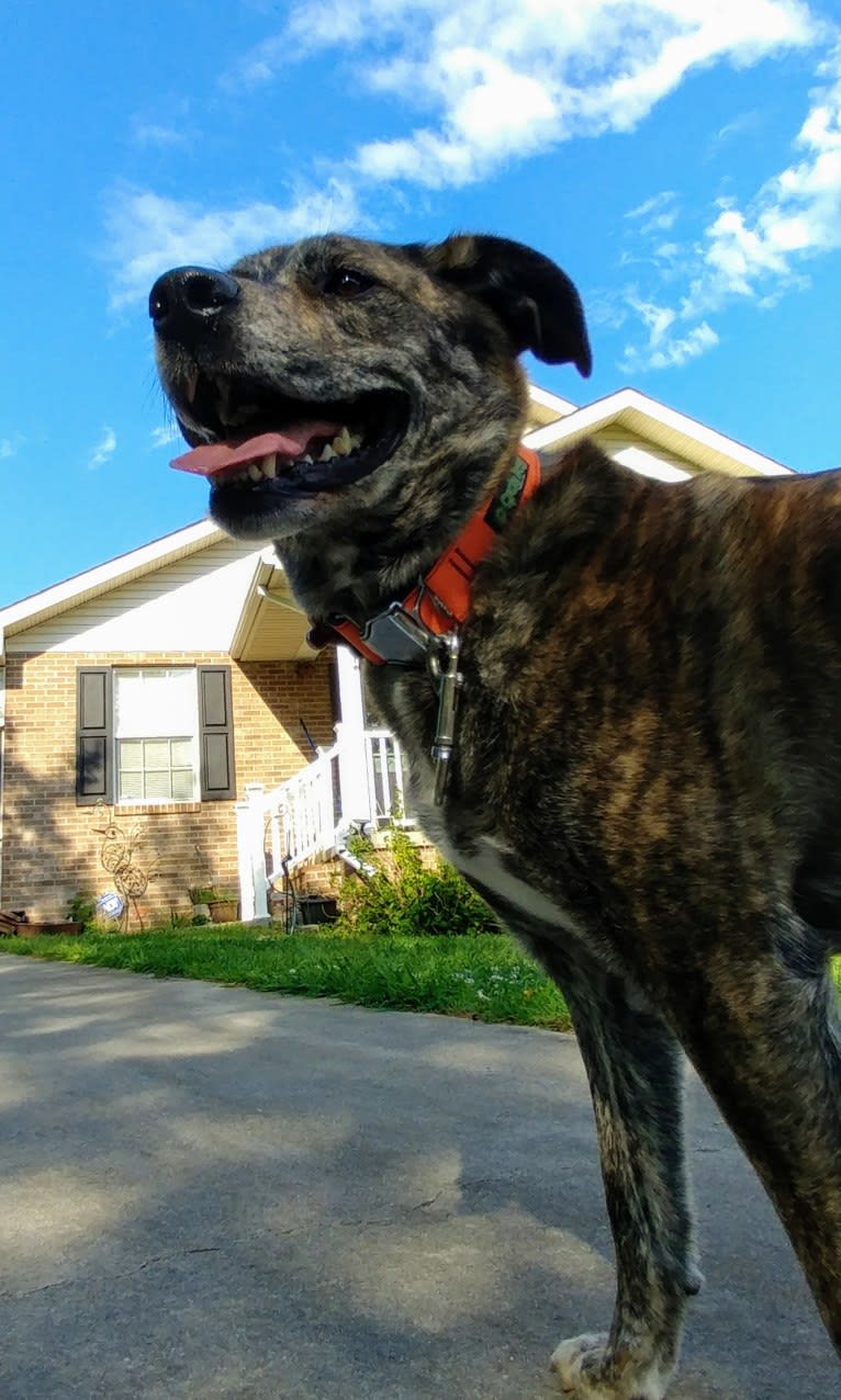 Roadie, a Labrador Retriever and Rottweiler mix tested with EmbarkVet.com