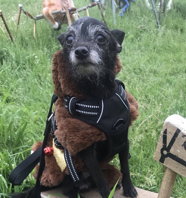 Ponyo, a Chihuahua and Rat Terrier mix tested with EmbarkVet.com