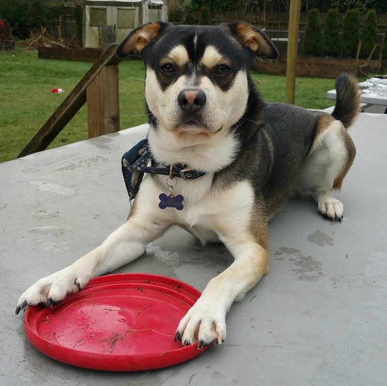 Leo, an Australian Cattle Dog and French Bulldog mix tested with EmbarkVet.com