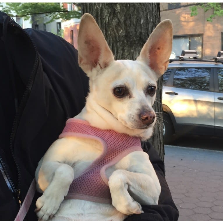 Gracie, a Miniature Pinscher and Chihuahua mix tested with EmbarkVet.com