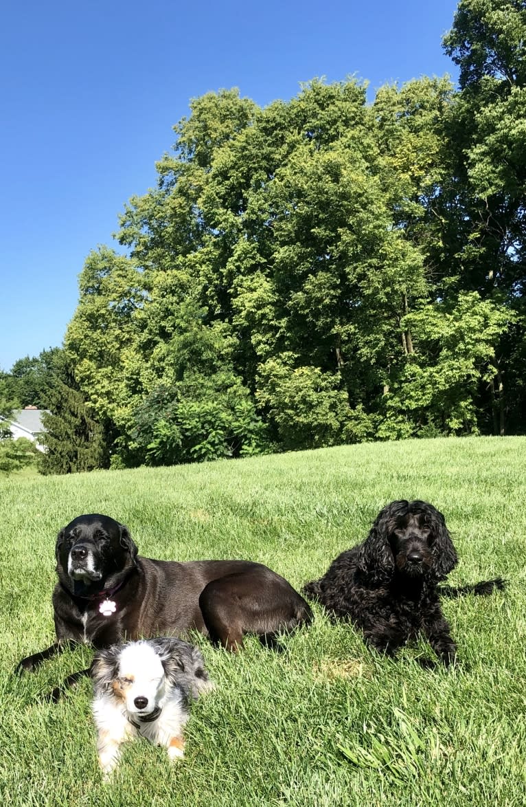 Juno, a Poodle (Standard) and English Cocker Spaniel mix tested with EmbarkVet.com