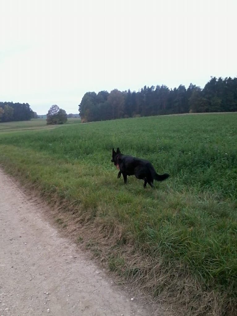 Roxy, a German Shepherd Dog tested with EmbarkVet.com