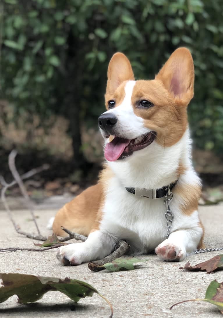 Lil Teddy, a Pembroke Welsh Corgi tested with EmbarkVet.com