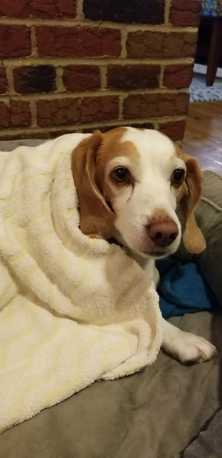 Tucker, a Beagle tested with EmbarkVet.com