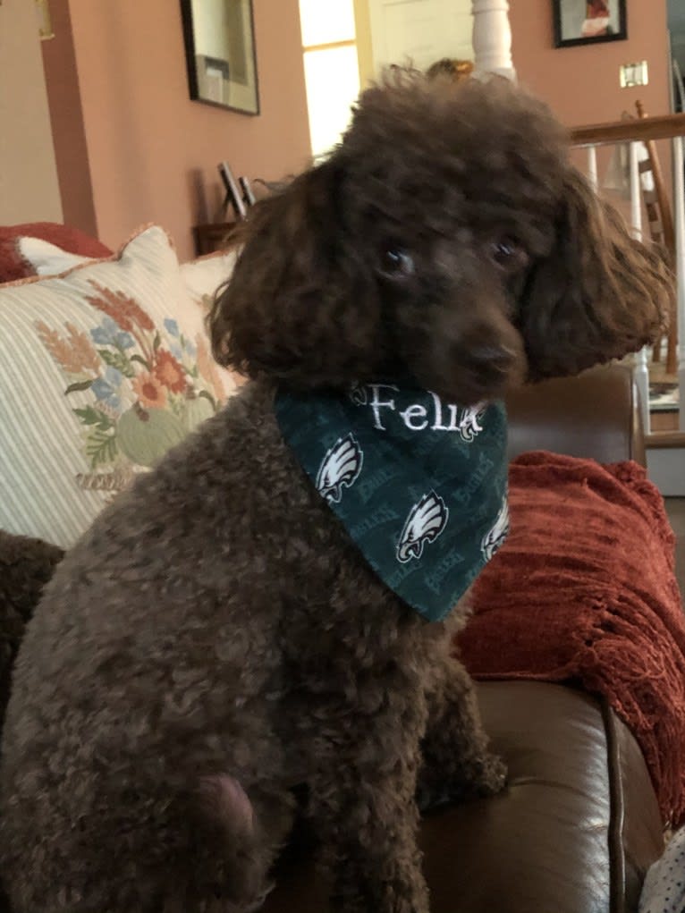 Felix - Elyssa’s dog, a Poodle (Small) tested with EmbarkVet.com