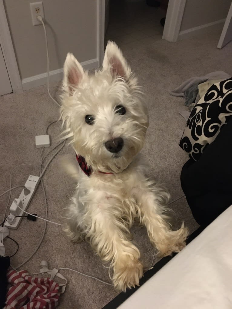 Dylan, a West Highland White Terrier tested with EmbarkVet.com