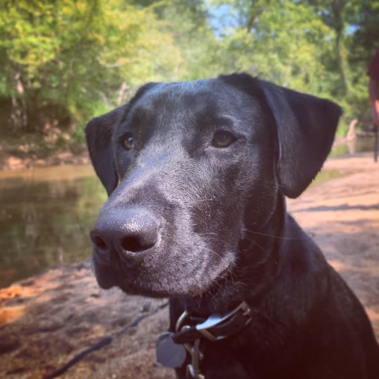 Rhett Butler, a Labrador Retriever and American Pit Bull Terrier mix tested with EmbarkVet.com