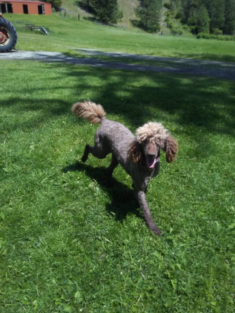 ROULETTE, a Poodle (Standard) tested with EmbarkVet.com