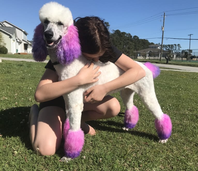 Angel, a Poodle (Standard) tested with EmbarkVet.com