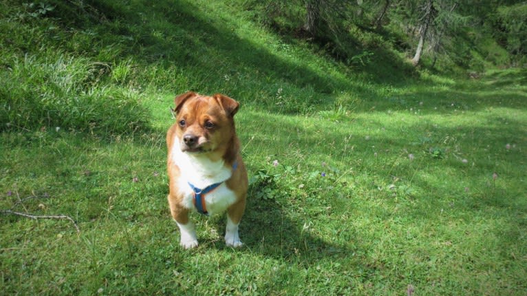 Bubi, a Pekingese and Russell-type Terrier mix tested with EmbarkVet.com