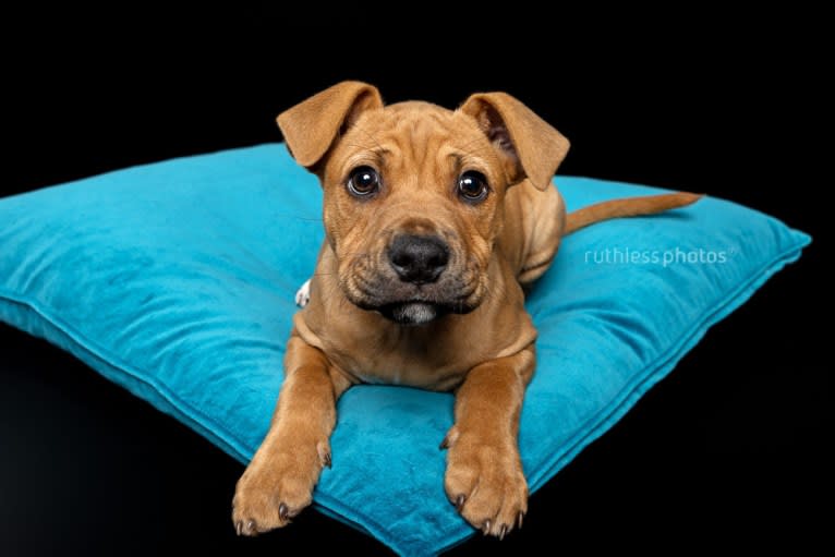Ginger Ninja, a Staffordshire Bull Terrier and Boxer mix tested with EmbarkVet.com