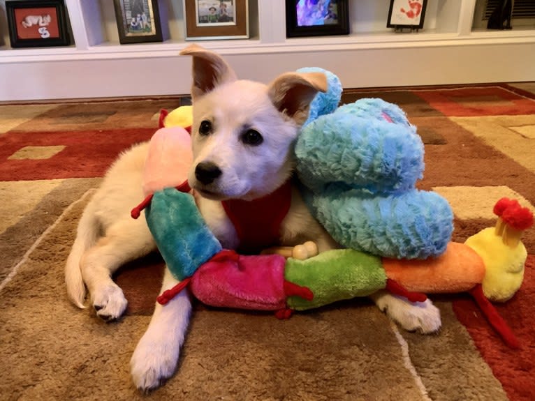 Skye, a Great Pyrenees and Australian Shepherd mix tested with EmbarkVet.com