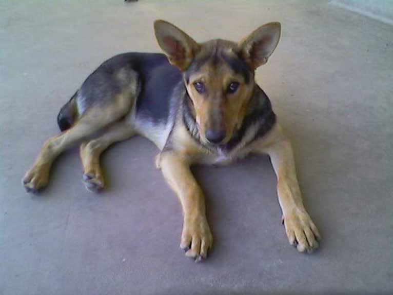 Lukas, a German Shepherd Dog and Australian Cattle Dog mix tested with EmbarkVet.com