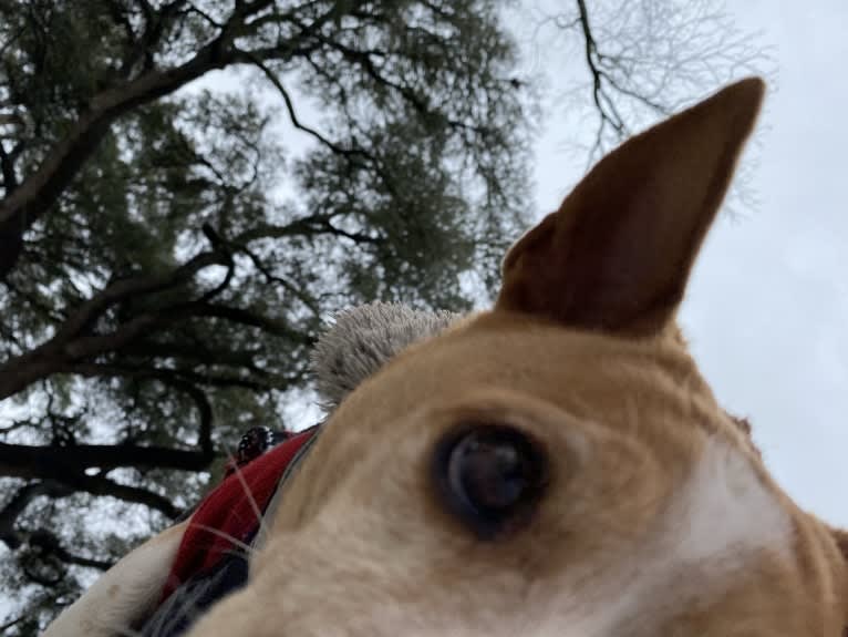 Nancy, a Chihuahua and Great Pyrenees mix tested with EmbarkVet.com