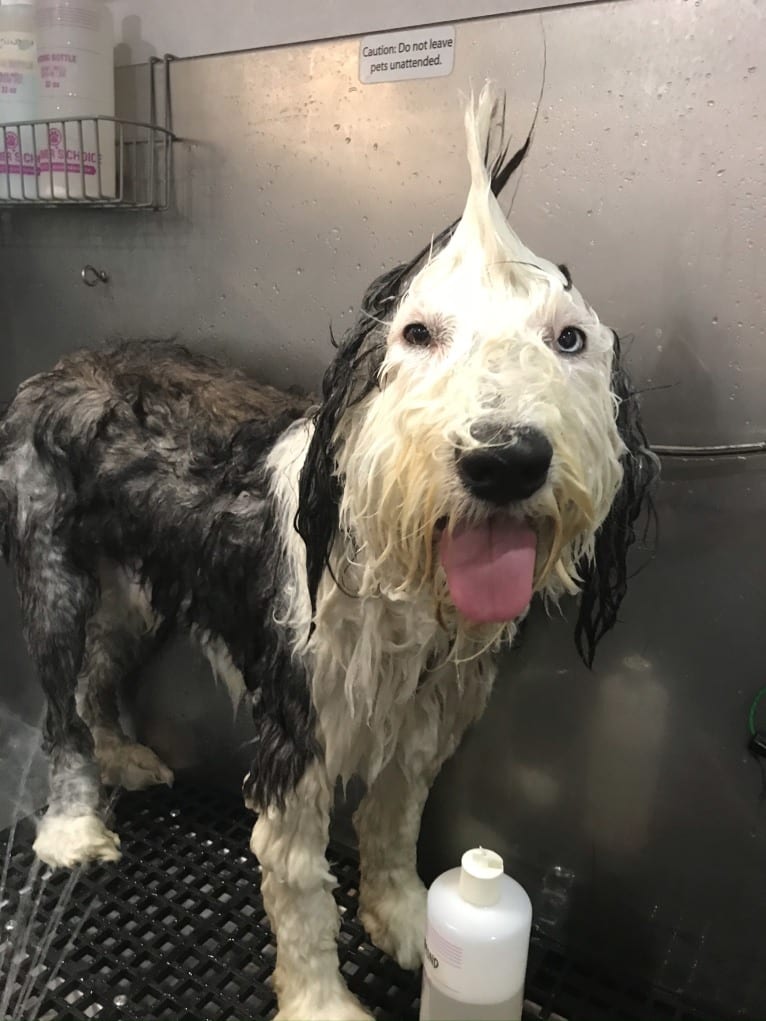 Winston, an Old English Sheepdog tested with EmbarkVet.com