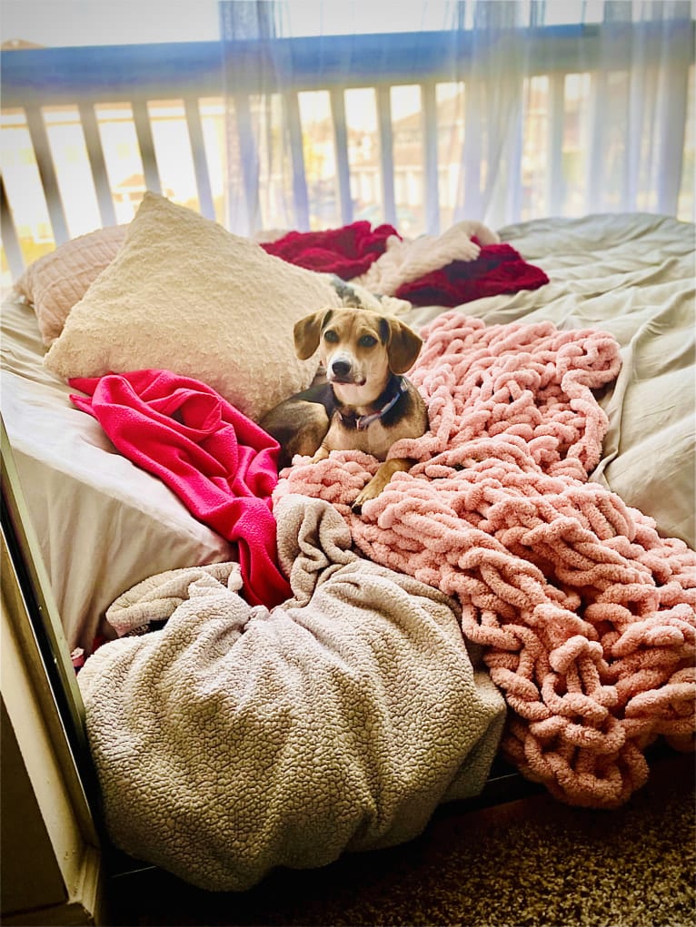 Star, a Beagle and Chihuahua mix tested with EmbarkVet.com