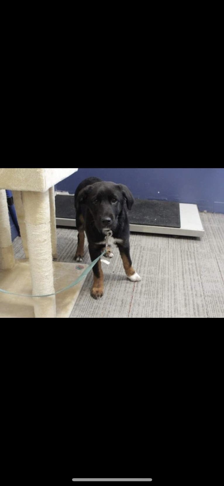 Smokey, a Labrador Retriever and Border Collie mix tested with EmbarkVet.com