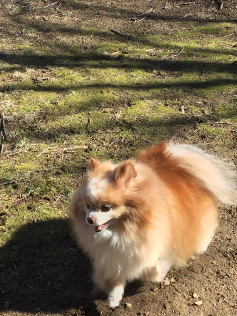 Peanut, a Pomeranian and Japanese Chin mix tested with EmbarkVet.com