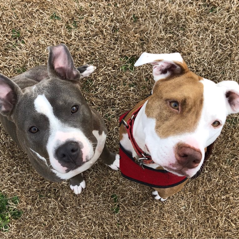 Bunny Pit Bull, an American Pit Bull Terrier tested with EmbarkVet.com