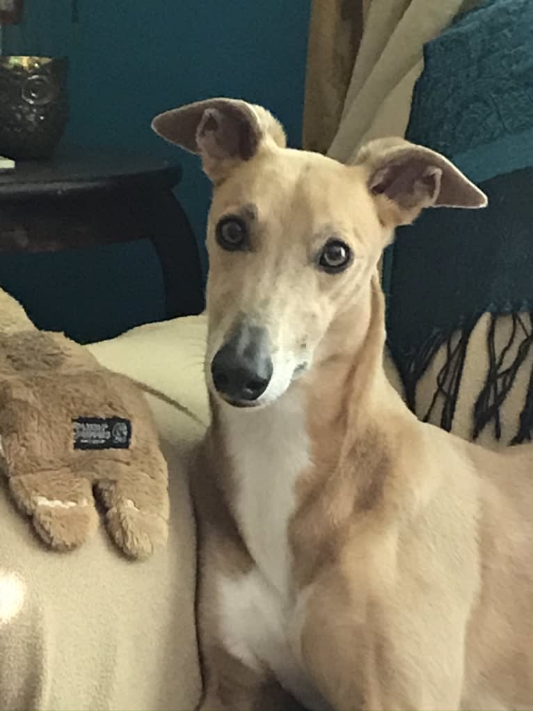 Keatz, a Whippet tested with EmbarkVet.com