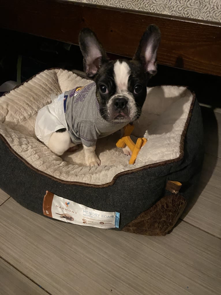 ACE, a French Bulldog and Boston Terrier mix tested with EmbarkVet.com