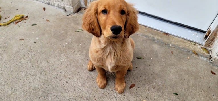 Maya, a Golden Retriever tested with EmbarkVet.com