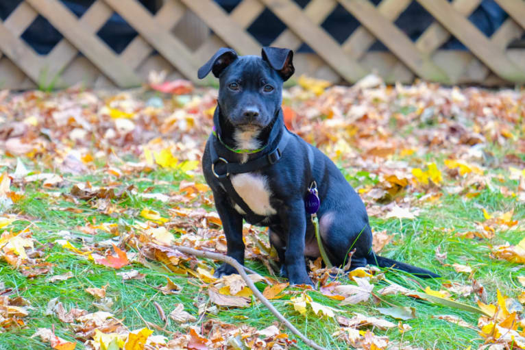 Hoss, a Chihuahua and Poodle (Small) mix tested with EmbarkVet.com