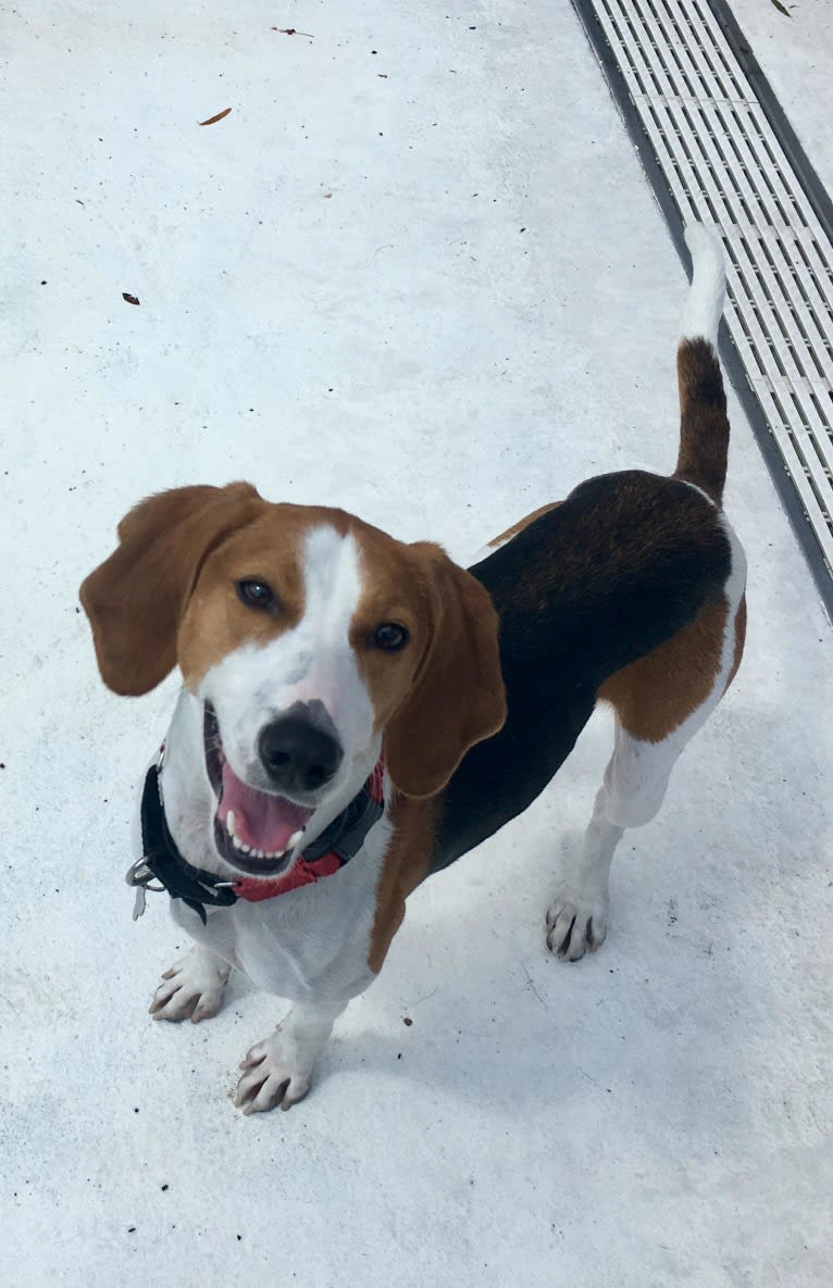 Riggins, an American Foxhound tested with EmbarkVet.com