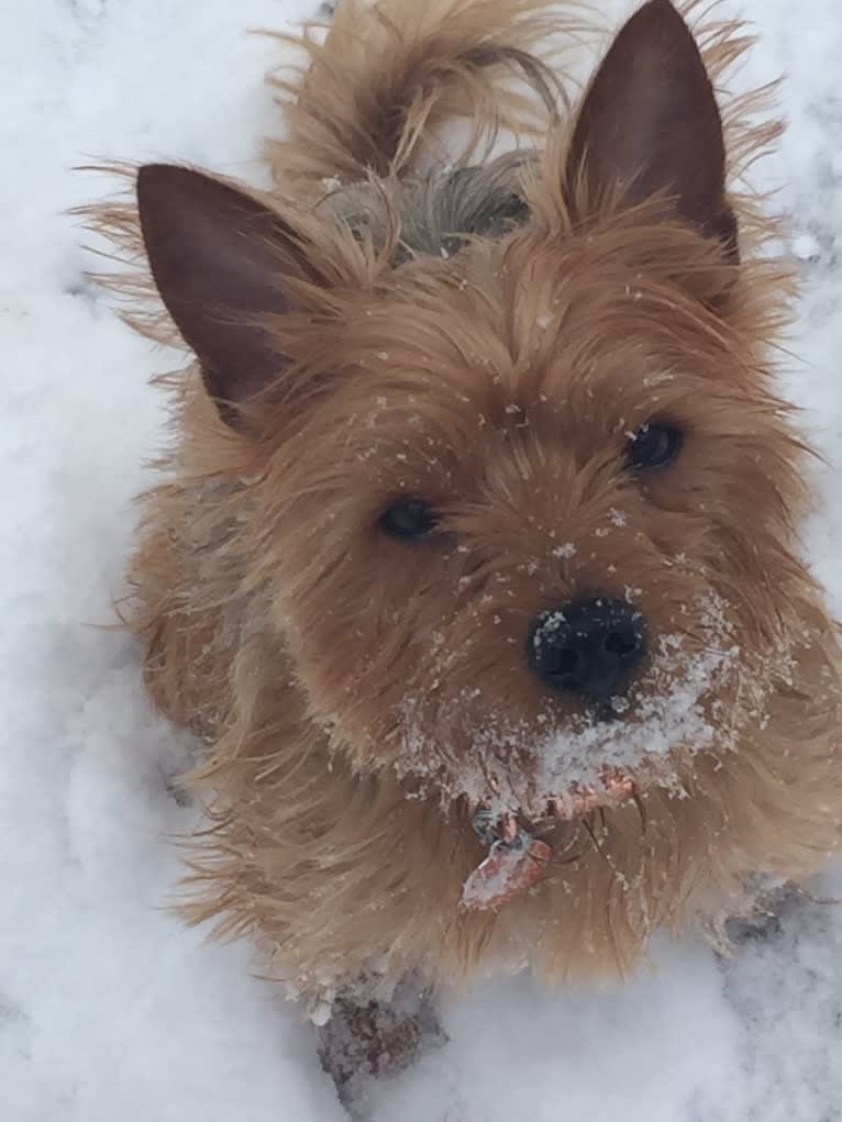 Charlie, a Yorkshire Terrier and Bichon Frise mix tested with EmbarkVet.com