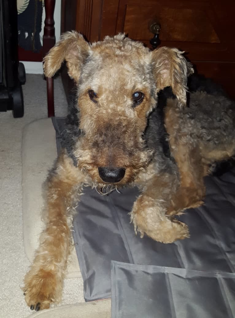 Reyme, an Airedale Terrier tested with EmbarkVet.com