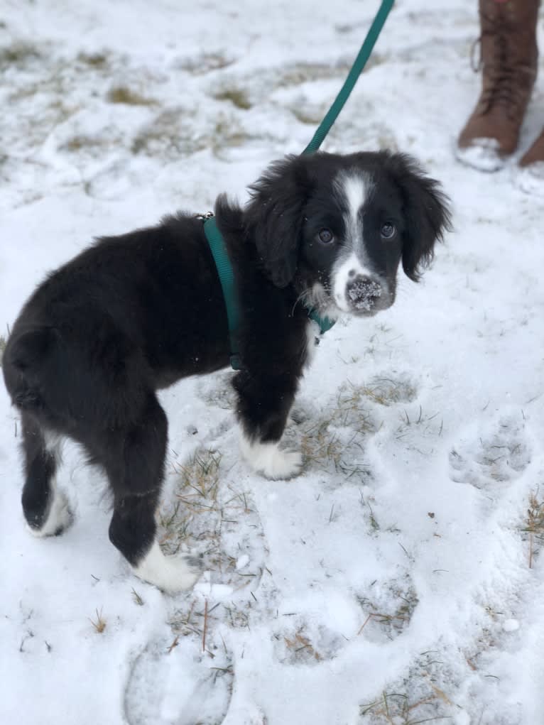 Pepé le Pew, a Miniature/MAS-type Australian Shepherd and English Springer Spaniel mix tested with EmbarkVet.com