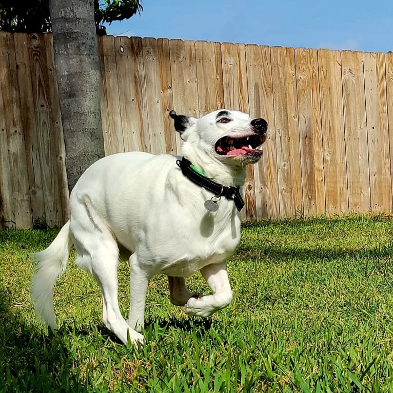 Buster, an American Bully and American Pit Bull Terrier mix tested with EmbarkVet.com