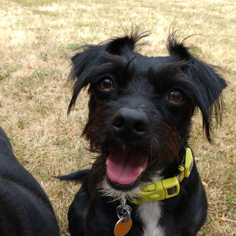 Lady, a Chihuahua and Russell-type Terrier mix tested with EmbarkVet.com