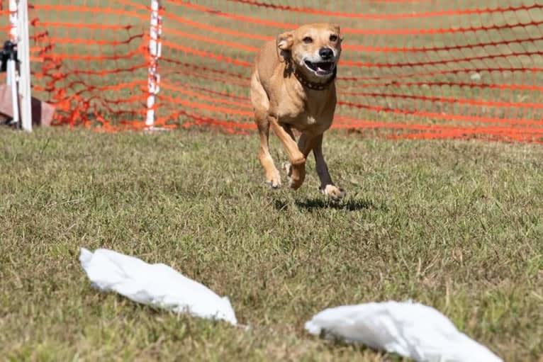 Bender, a Mountain Cur and Miniature Pinscher mix tested with EmbarkVet.com