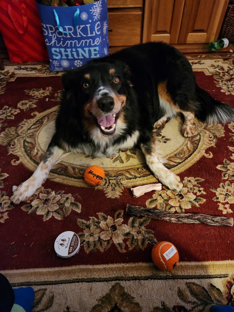 Lancer, an Australian Shepherd and Australian Cattle Dog mix tested with EmbarkVet.com